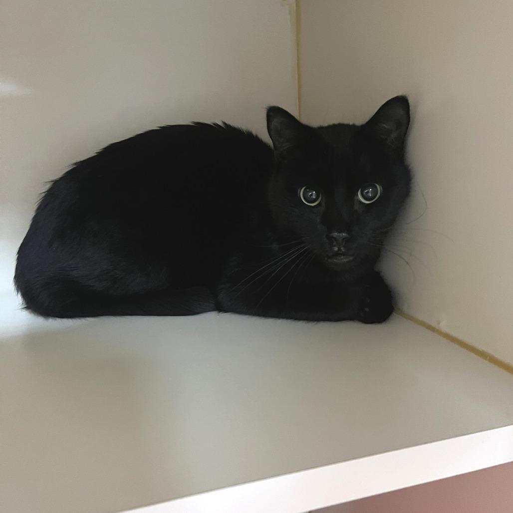 Jack, Adoptable, Senior Male Domestic Short Hair.