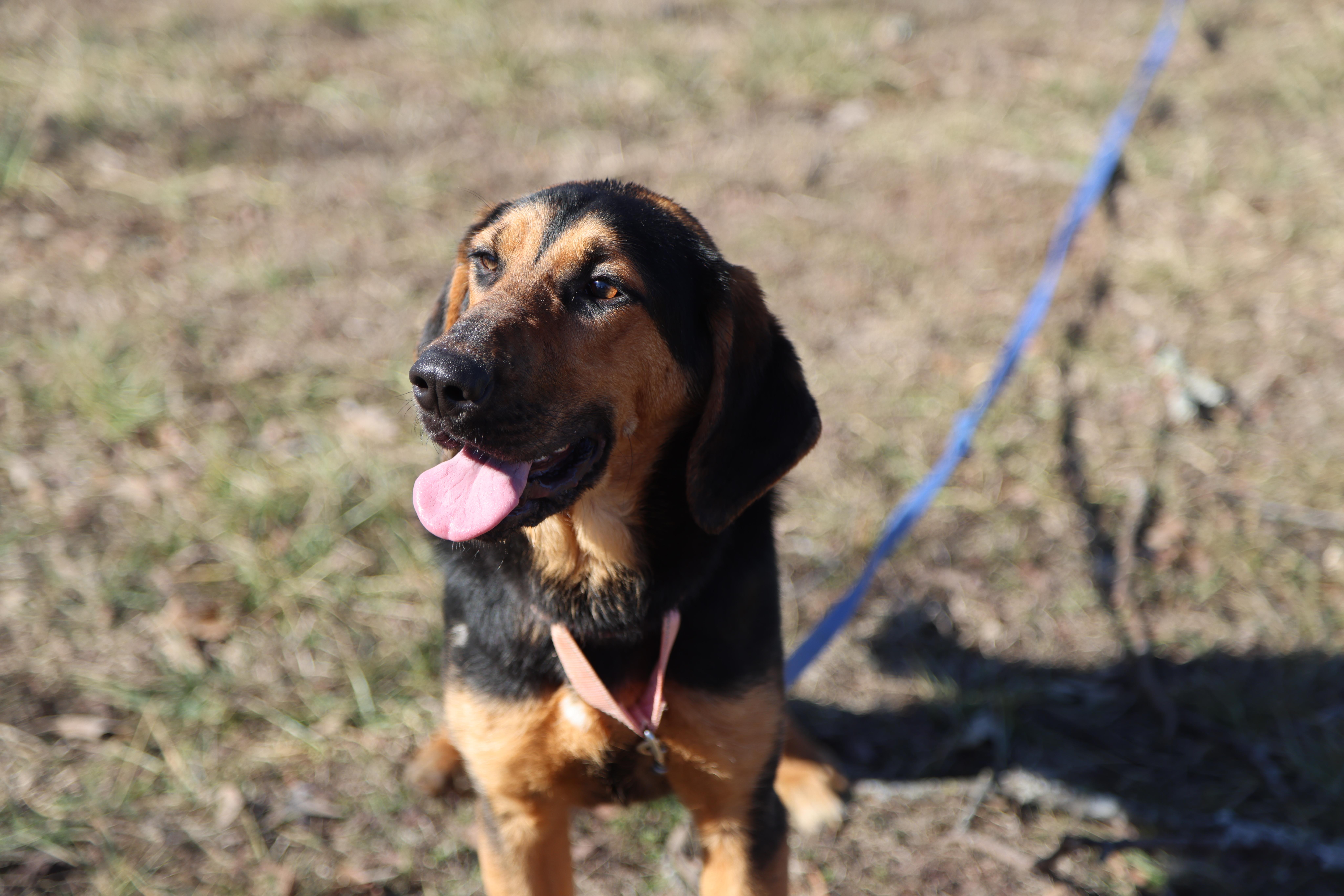 Dottie, ADOPTABLE, Young Female Black and Tan Coonhound.