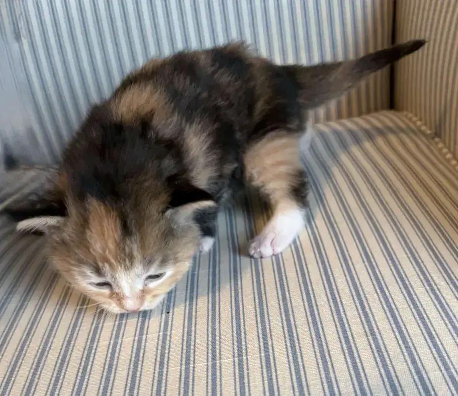 Enlarge Frittata, a Adoptable mixed breed in Grand Rapids, MI image 1/6