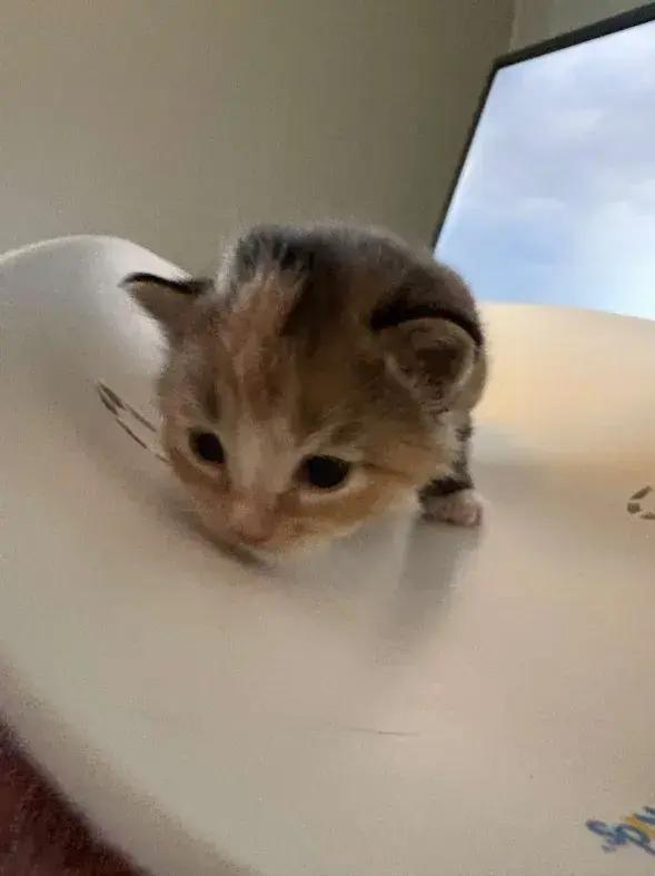 Enlarge Frittata, a Adoptable mixed breed in Grand Rapids, MI image 2/6