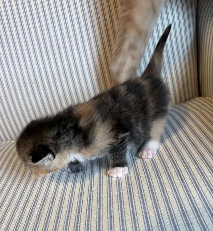 Enlarge Frittata, a Adoptable mixed breed in Grand Rapids, MI image 3/6