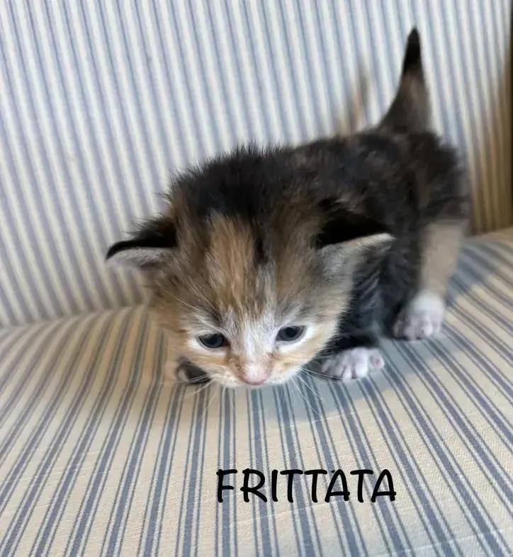 Enlarge Frittata, a Adoptable mixed breed in Grand Rapids, MI image 4/6