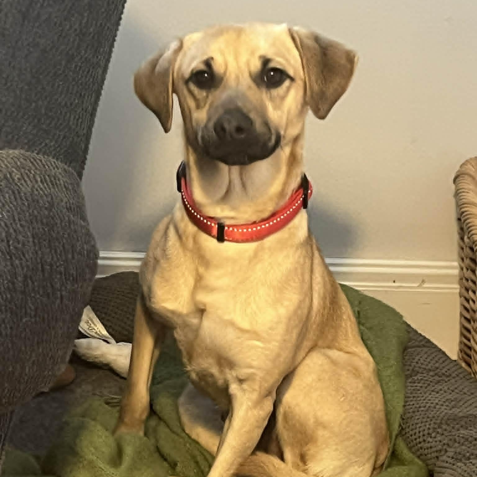 Outlaw, ADOPTABLE, Puppy Male Dachshund.