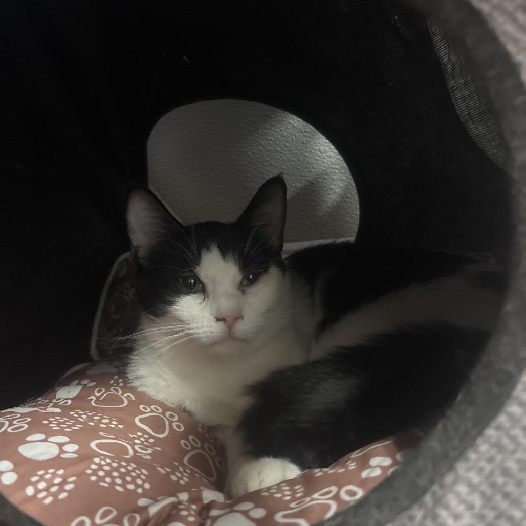 Purrtrica, Adoptable, Adult Female Domestic Short Hair.