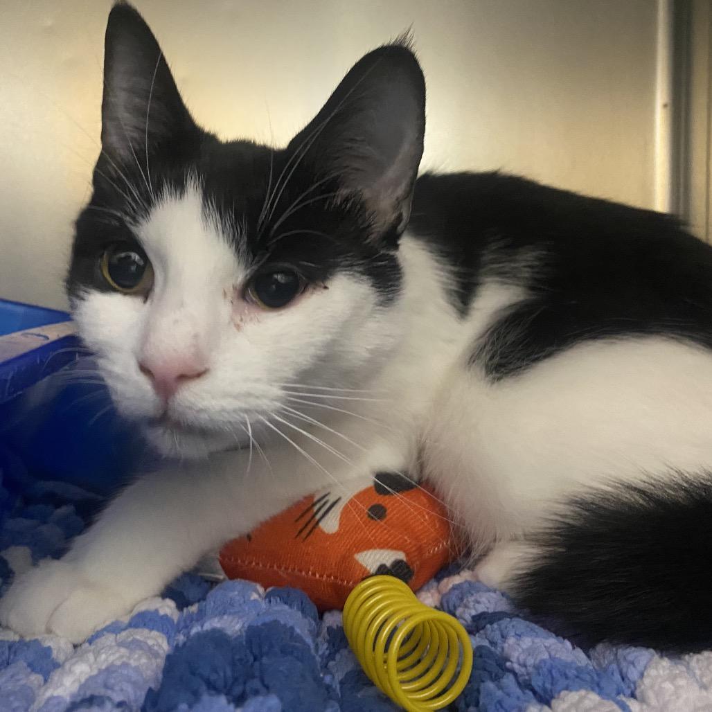 Purrtrica, Adoptable, Adult Female Domestic Short Hair.