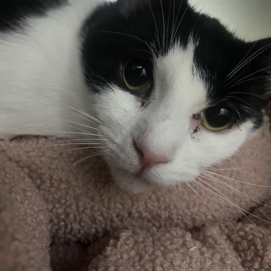 Enlarge Purrtrica, a Adoptable Domestic Short Hair in Canastota, NY image 3/5