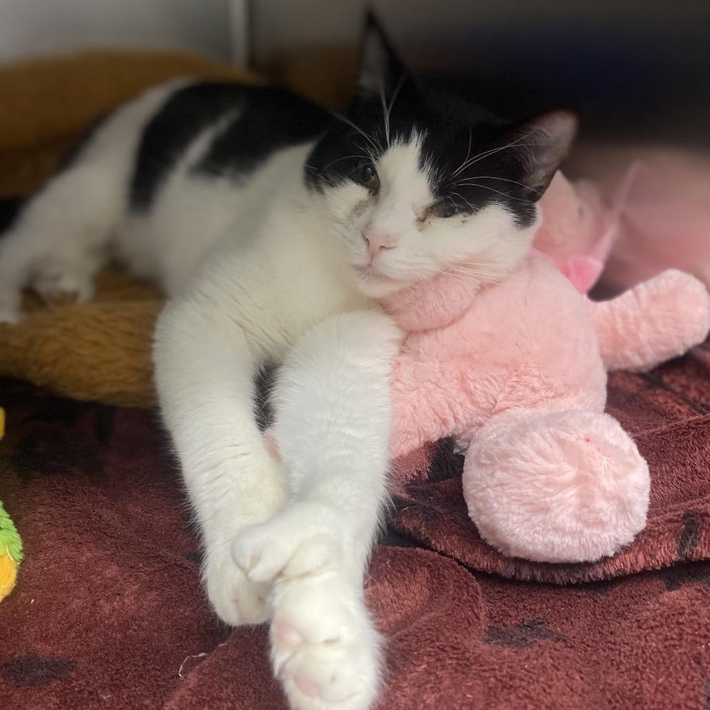 Enlarge Purrtrica, a Adoptable Domestic Short Hair in Canastota, NY image 3/6