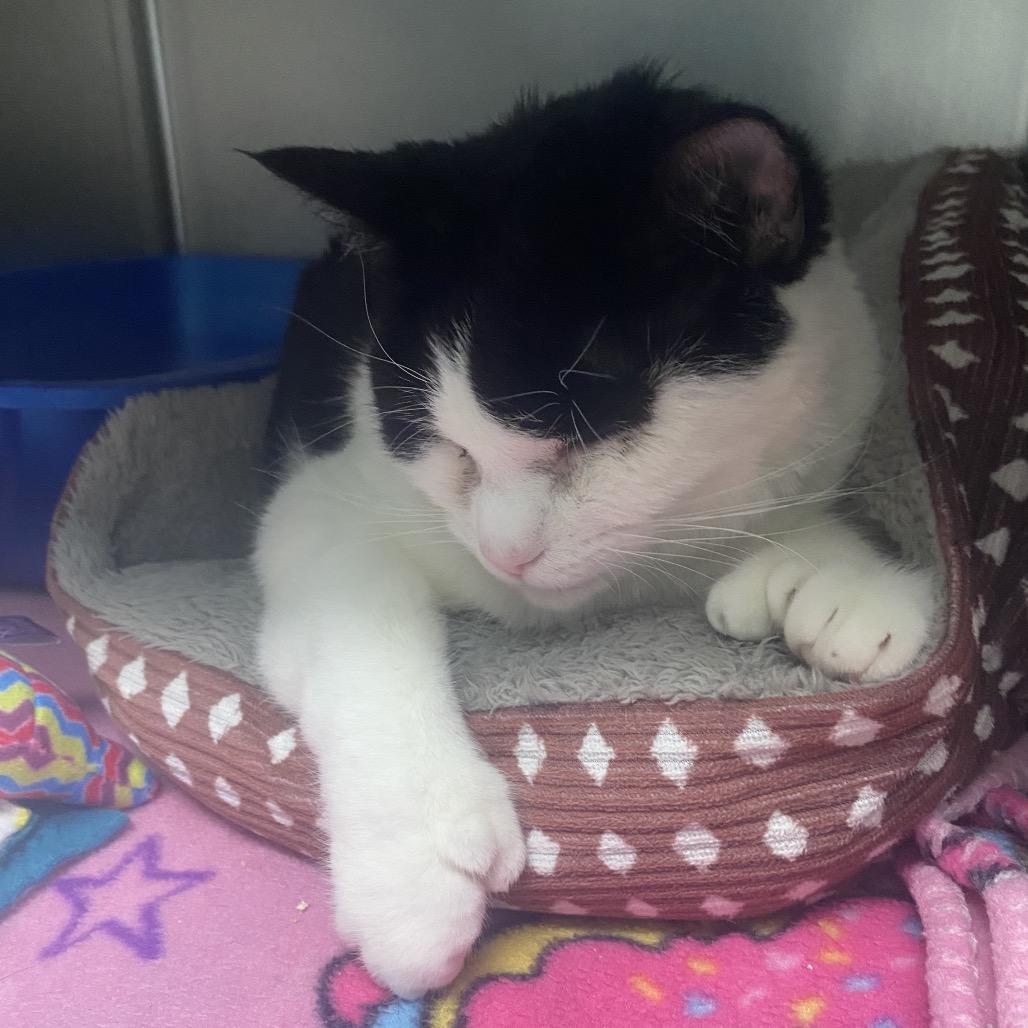 Enlarge Purrtrica, a Adoptable Domestic Short Hair in Canastota, NY image 4/6