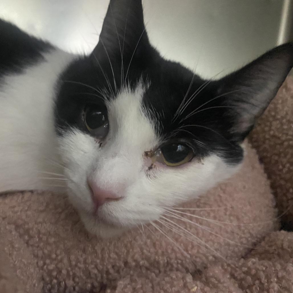 Enlarge Purrtrica, a Adoptable Domestic Short Hair in Canastota, NY image 4/5