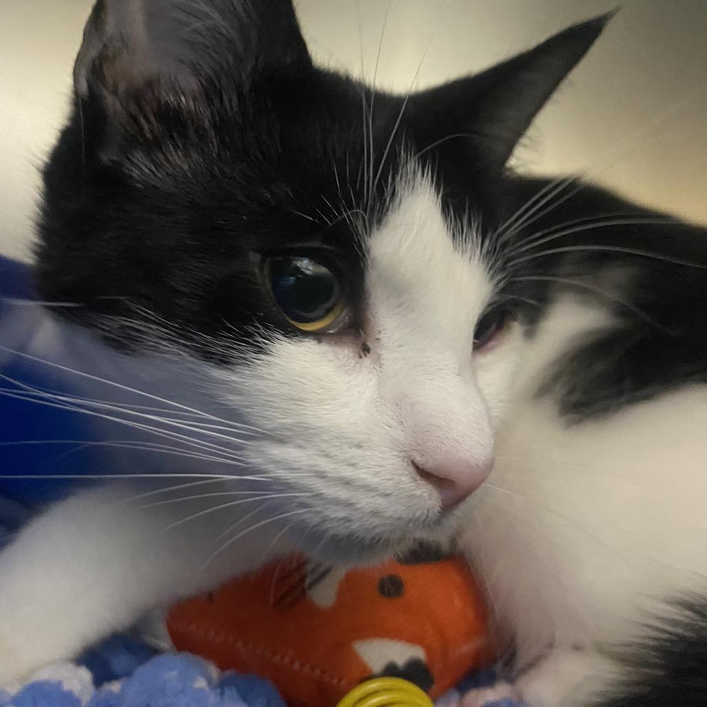 Enlarge Purrtrica, a Adoptable Domestic Short Hair in Canastota, NY image 5/5