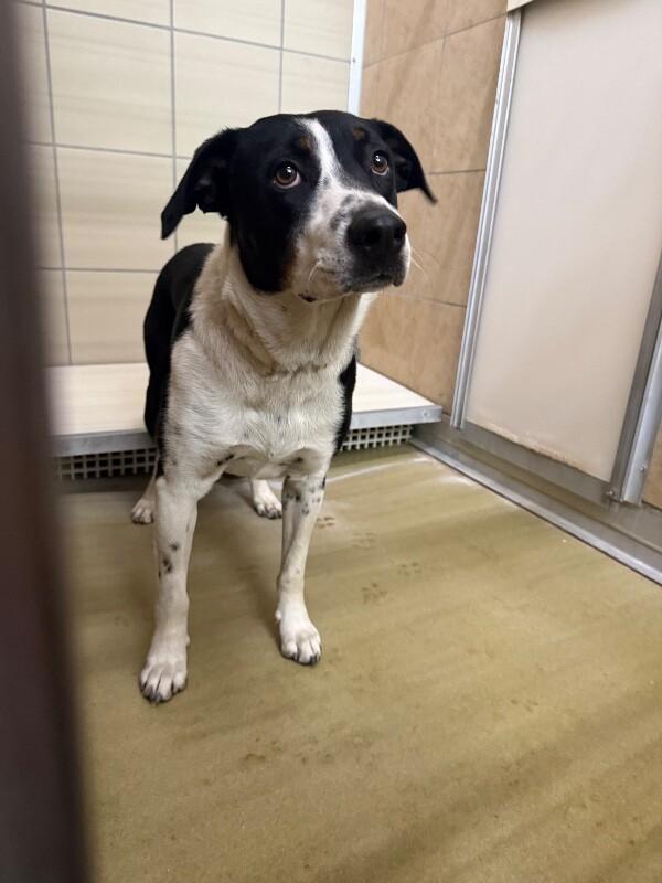 Ruby, a Adoptable Mixed Breed in Hobbs, NM image 1/6