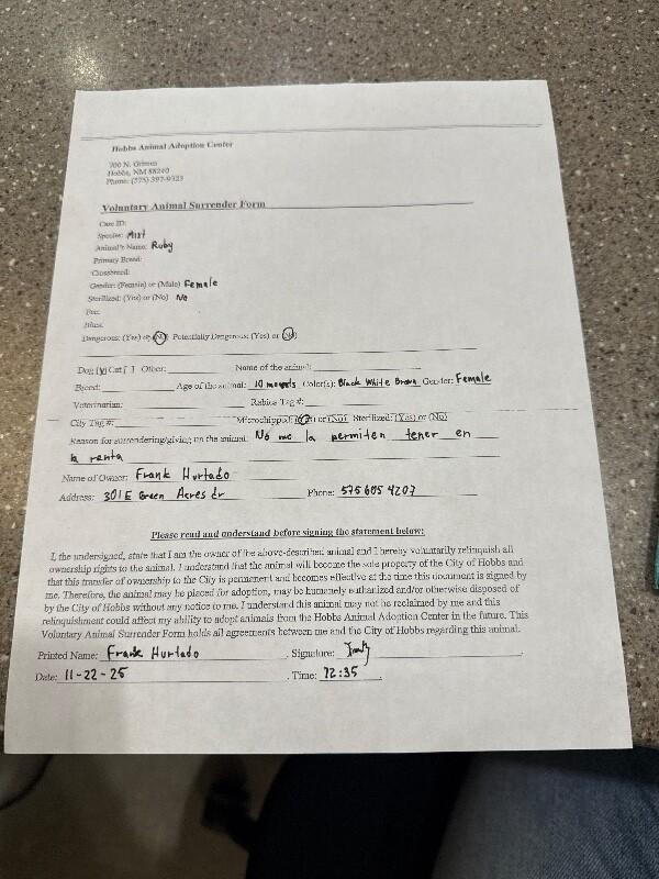 Ruby, a Adoptable Mixed Breed in Hobbs, NM image 3/6