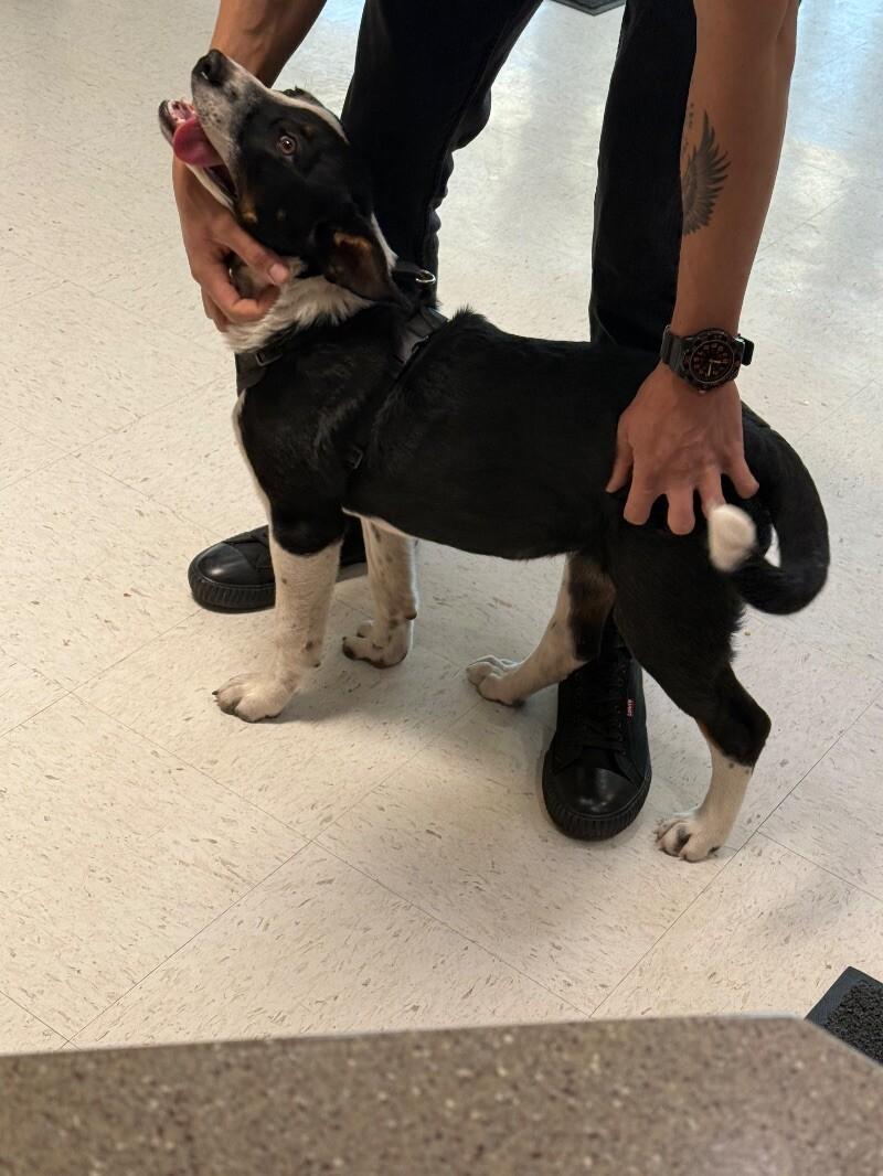 Ruby, a Adoptable Mixed Breed in Hobbs, NM image 4/6