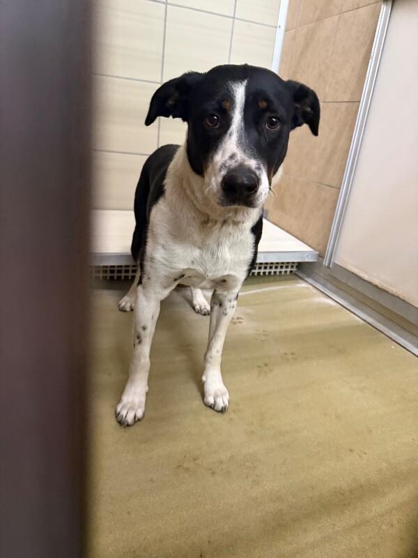 Ruby, a Adoptable Mixed Breed in Hobbs, NM image 5/6