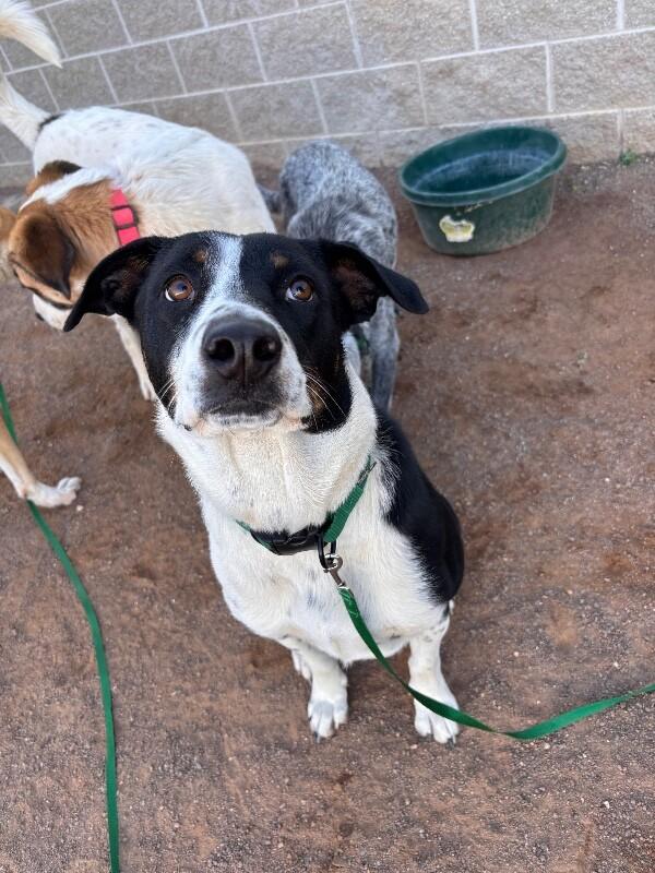 Ruby, a Adoptable Mixed Breed in Hobbs, NM image 6/6