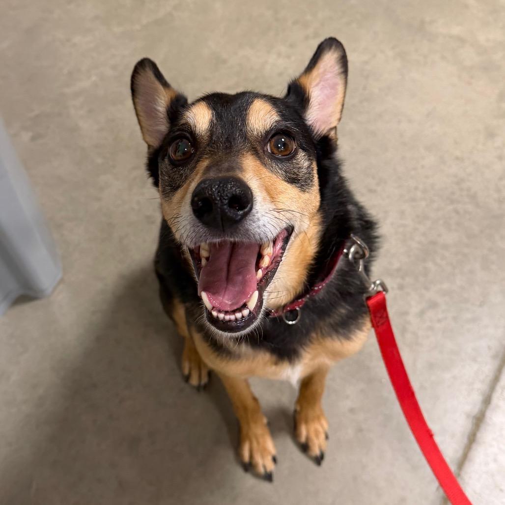 Thor, Adoptable, Adult Male Border Collie & Australian Kelpie.