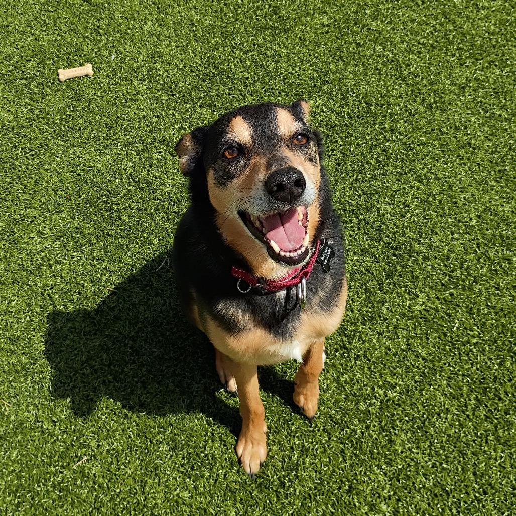 Thor, a Adoptable mixed breed in Cody, WY image 2/5