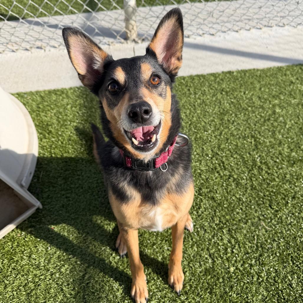 Thor, a Adoptable mixed breed in Cody, WY image 4/5