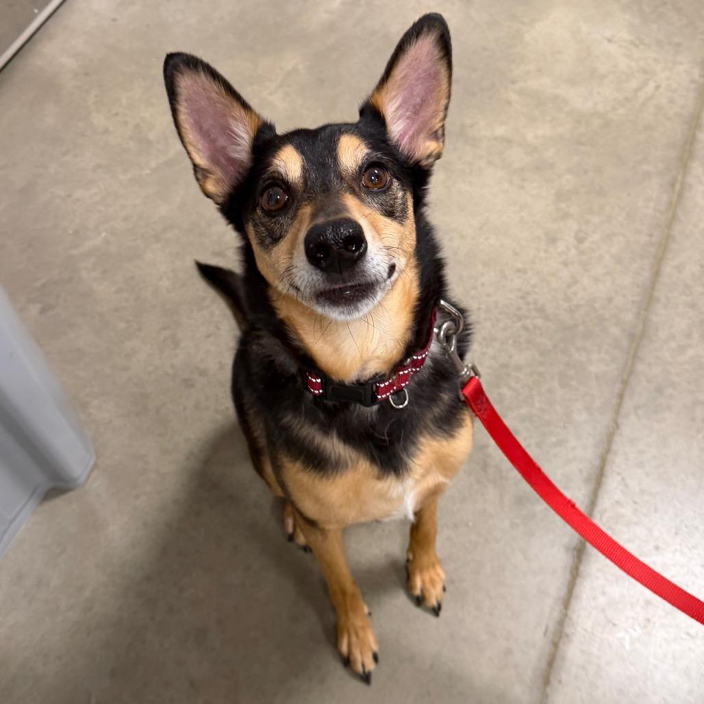 Thor, a Adoptable mixed breed in Cody, WY image 5/5