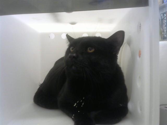 PANTHER, Adoptable, Young Male Domestic Medium Hair.