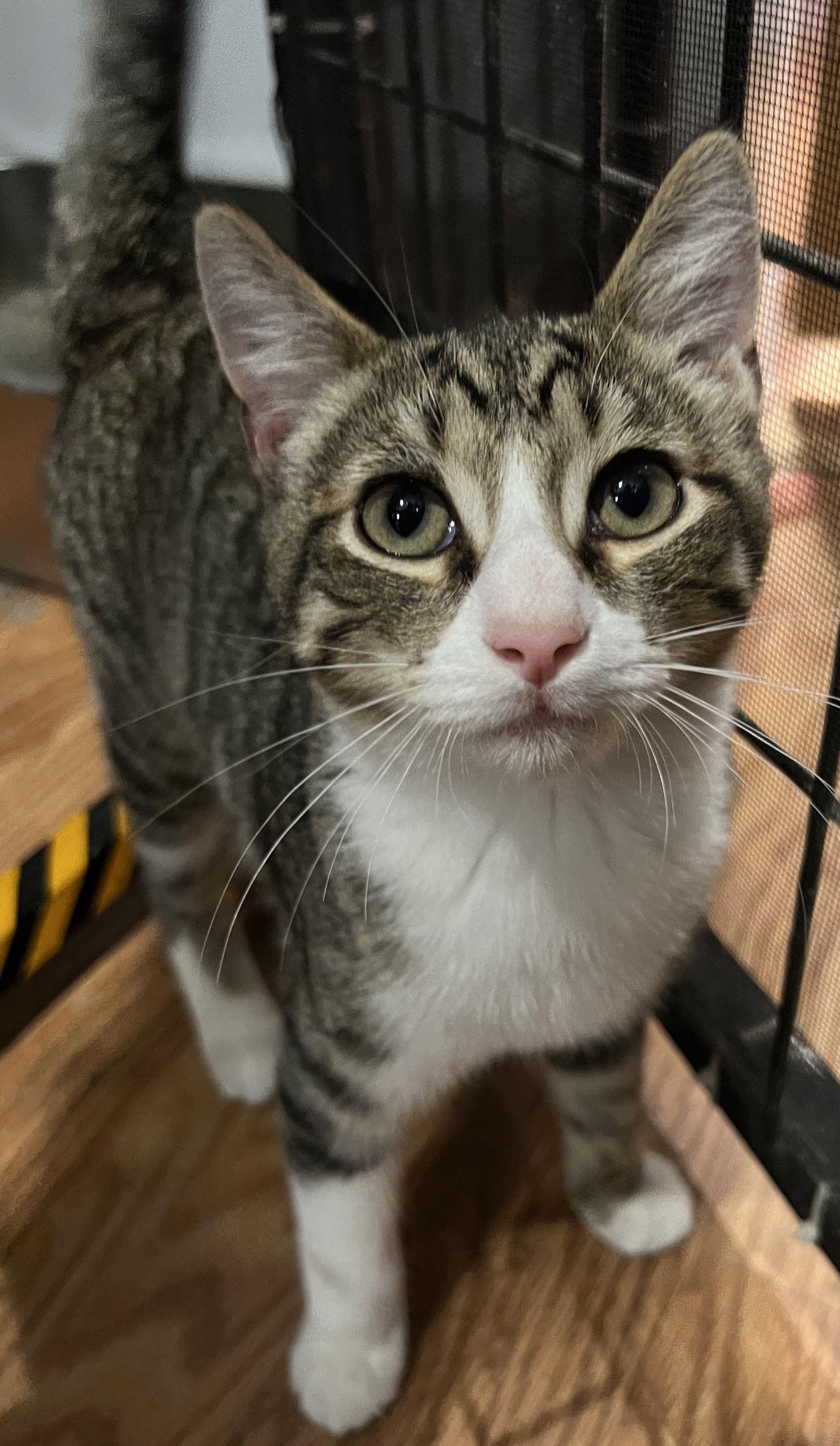 Kringle 9.17.25, Adoptable, Kitten Male Domestic Short Hair.