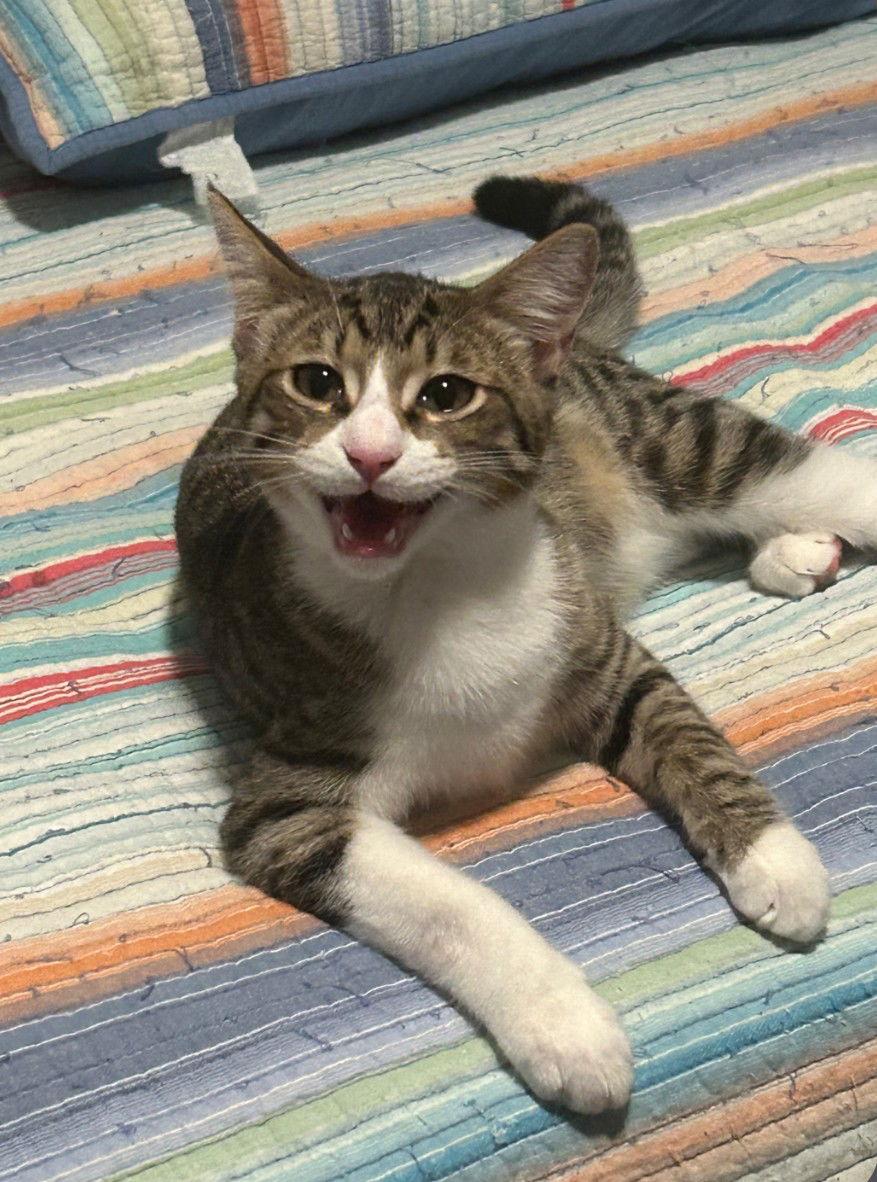 Enlarge Kringle 9.17.25, a Adoptable Domestic Short Hair in Apopka, FL image 2/2