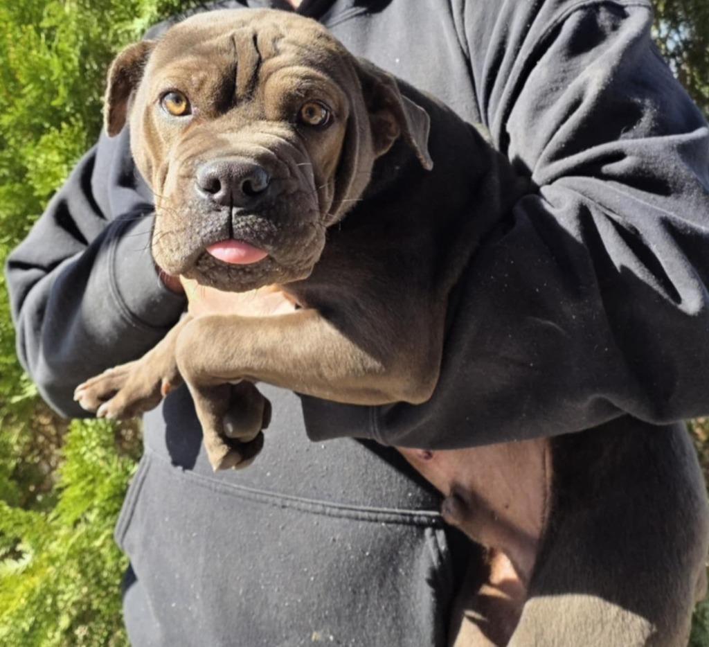 Enlarge Peppercorn, a Adoptable mixed breed in Fort Stockton, TX image 1/2