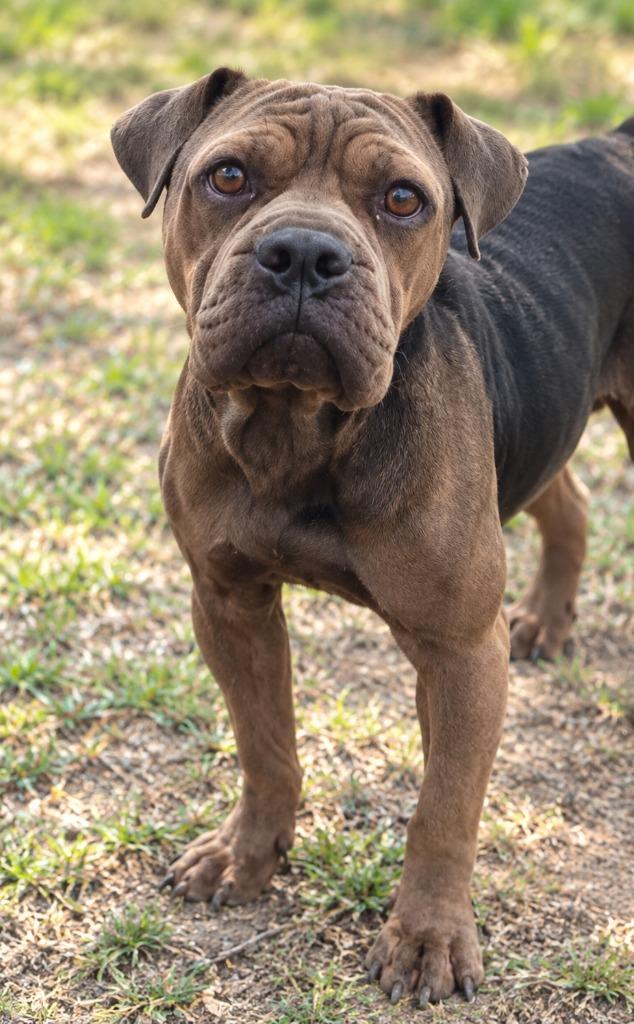 Enlarge Peppercorn, a Adoptable mixed breed in Fort Stockton, TX image 2/2