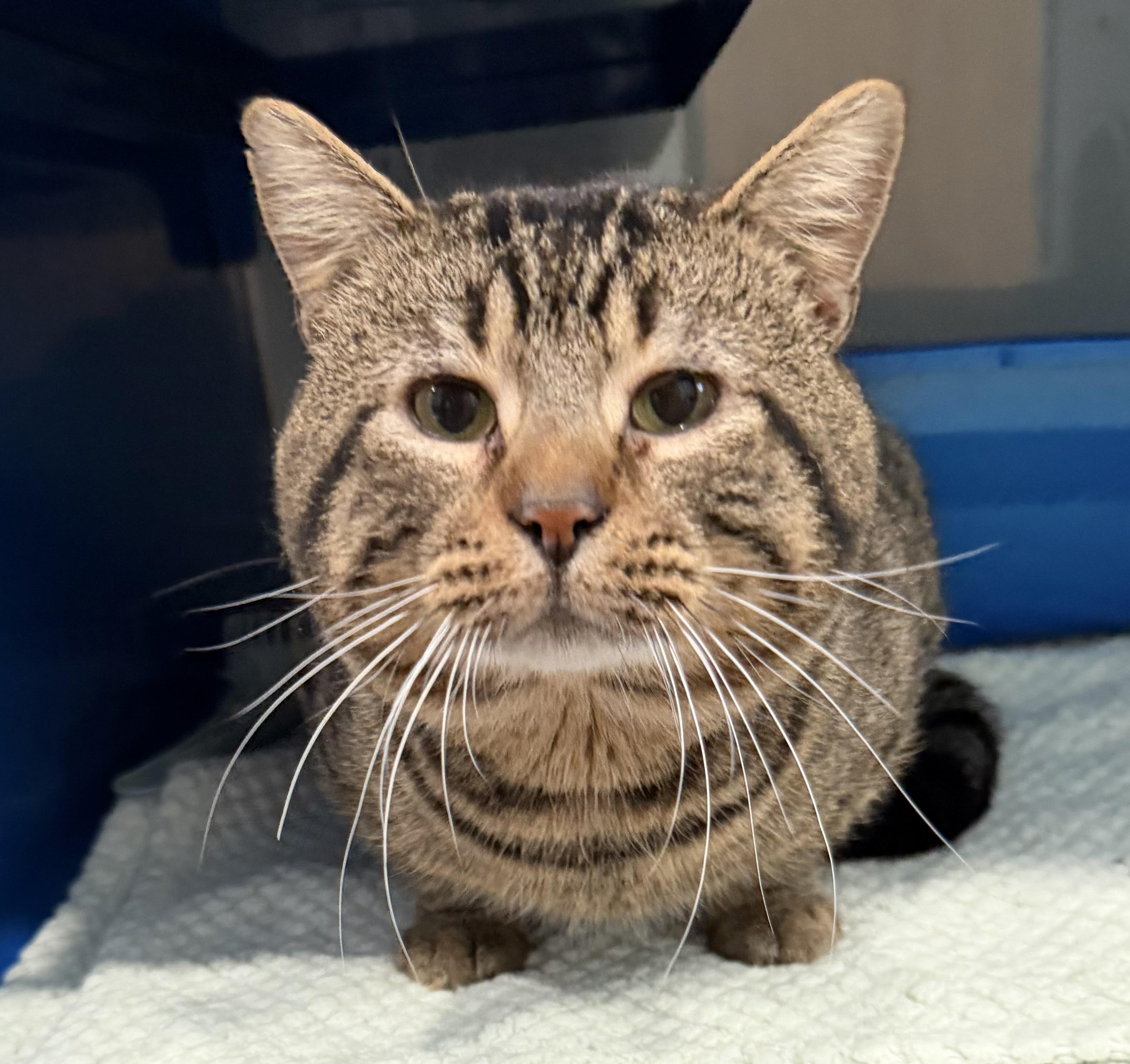 Enlarge Carl, an adopted Domestic Short Hair in Sault Sainte Marie, MI image 2/2