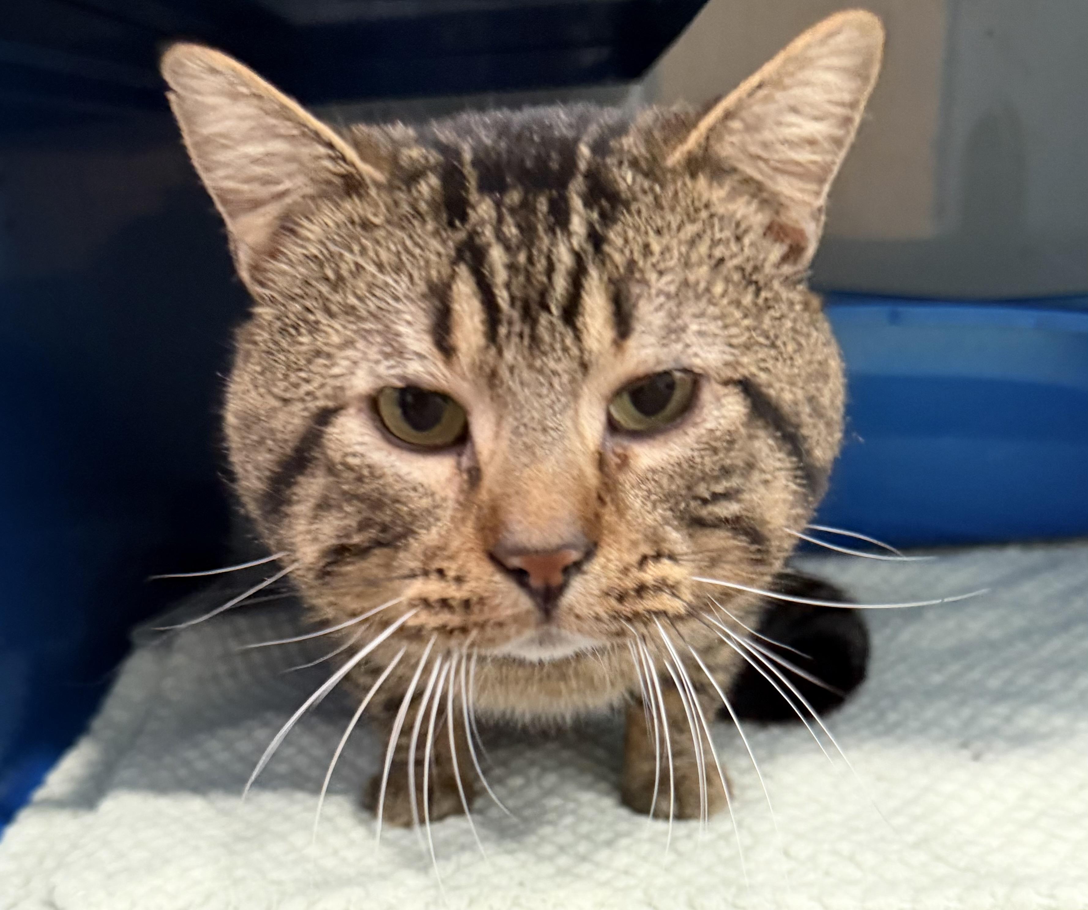 Enlarge Carl, an adopted Domestic Short Hair in Sault Sainte Marie, MI image 1/2