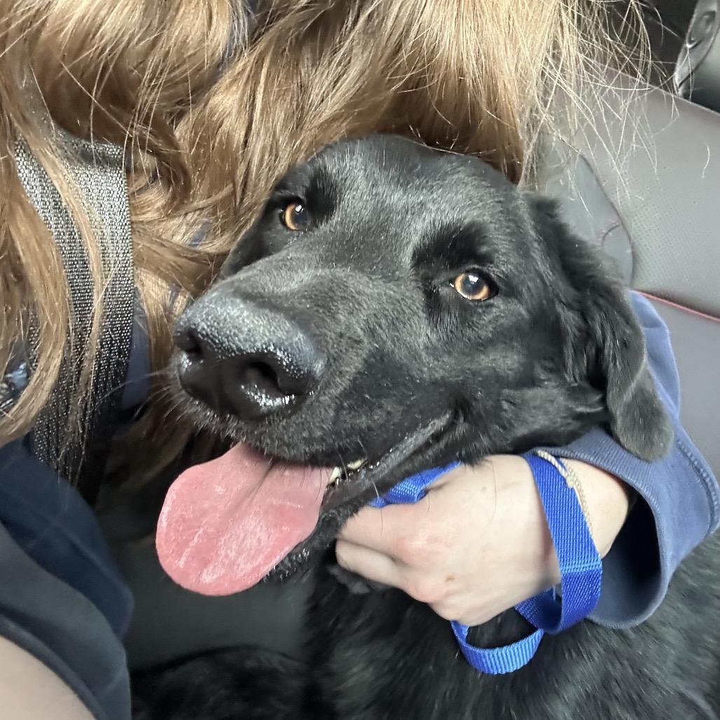 Beau C-34426, Adoptable, Young Male Black Labrador Retriever & Border Collie.