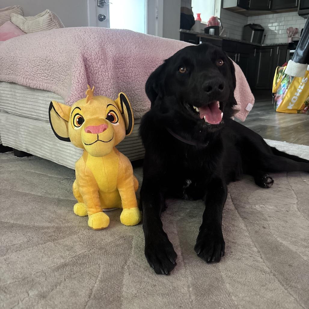 Enlarge Beau C-34426, a Adoptable mixed breed in Oklahoma City, OK image 2/3