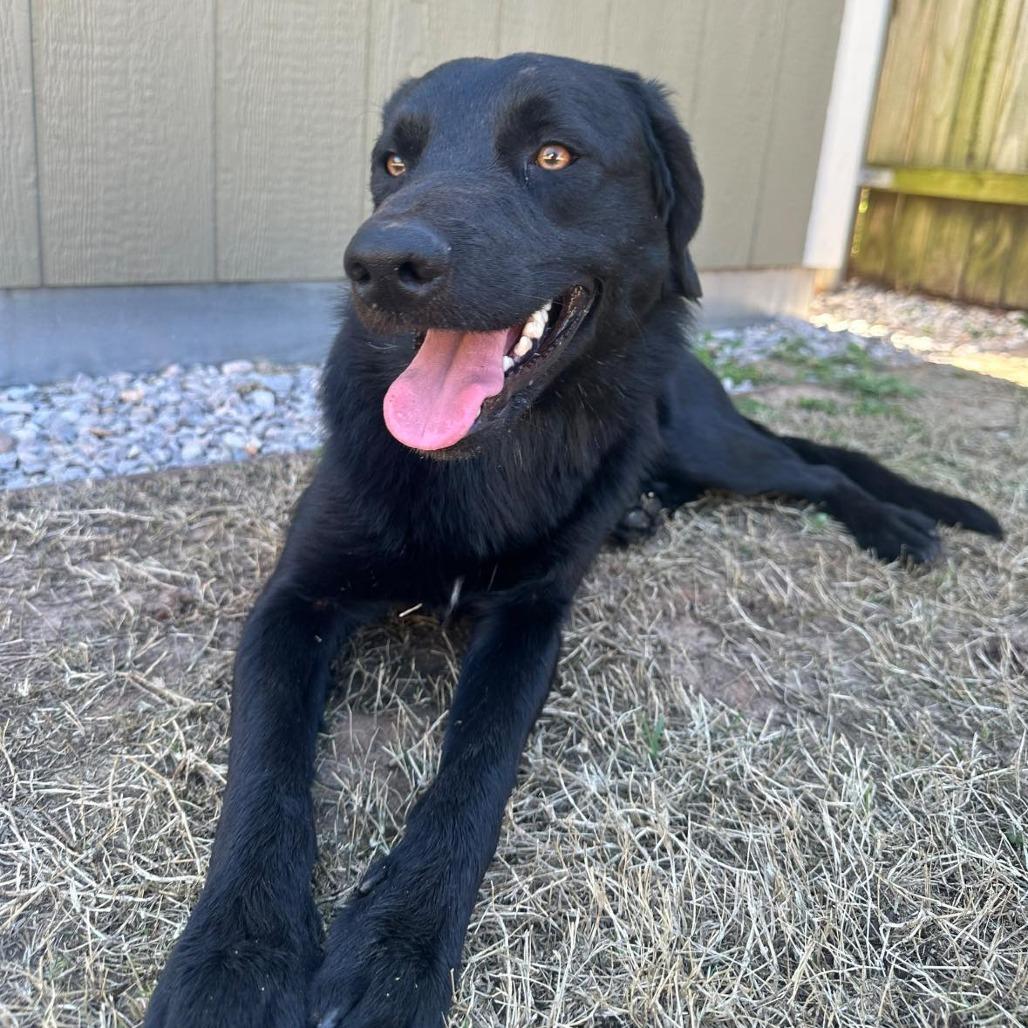Enlarge Beau C-34426, a Adoptable mixed breed in Oklahoma City, OK image 3/3