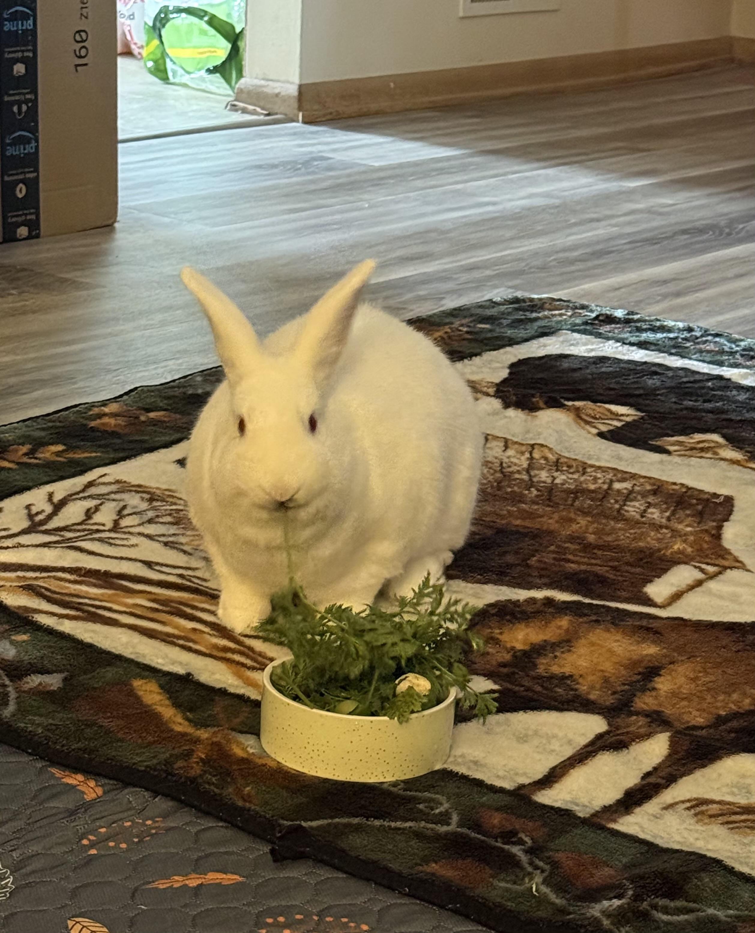 Rizzo, a Adoptable Bunny Rabbit in Edina, MN image 1/2
