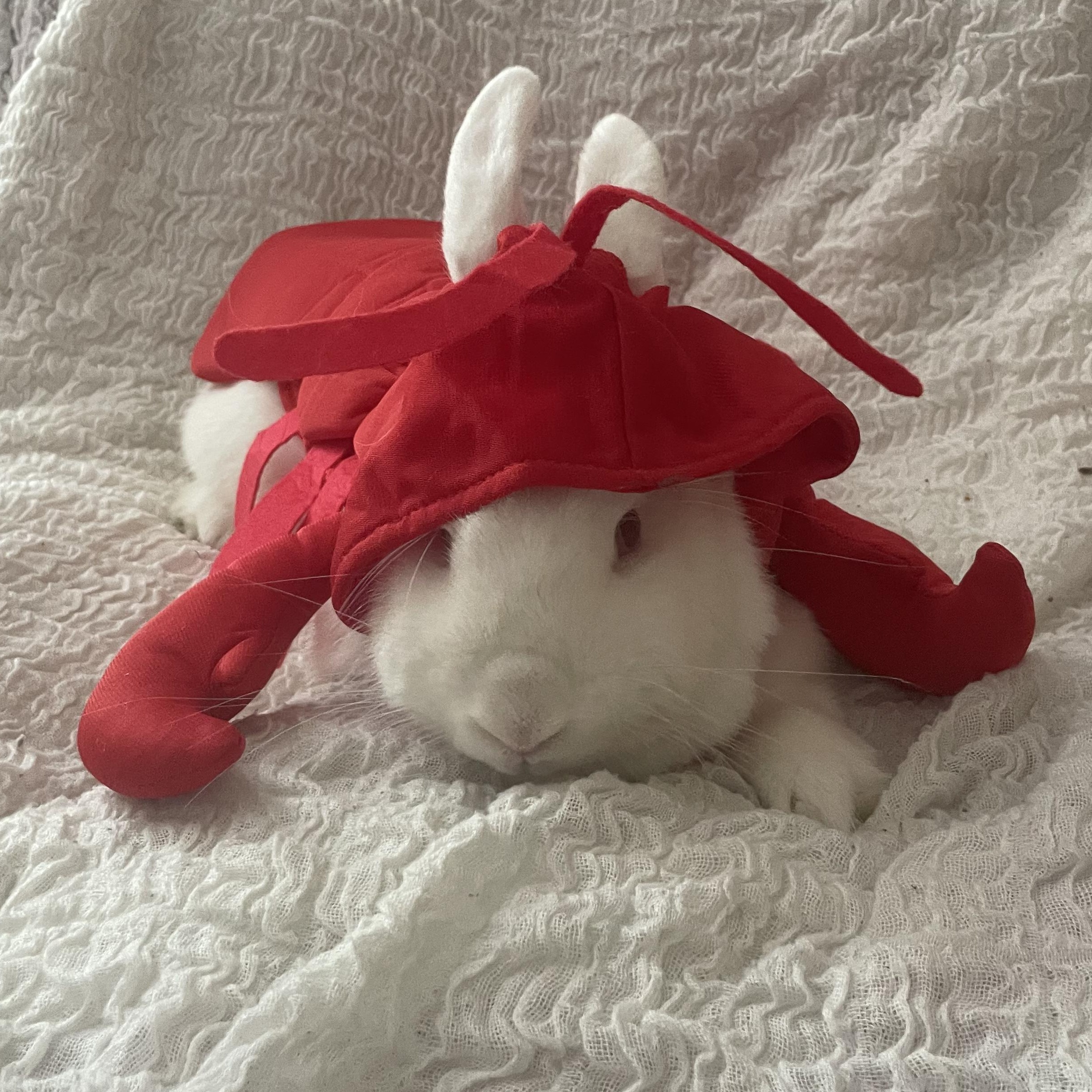 Rizzo, a Adoptable Bunny Rabbit in Edina, MN image 2/2