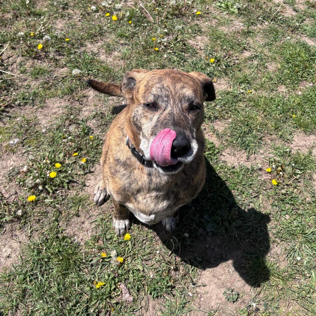 Rufus, Adoptable, Senior Male Bullmastiff & Mixed Breed.