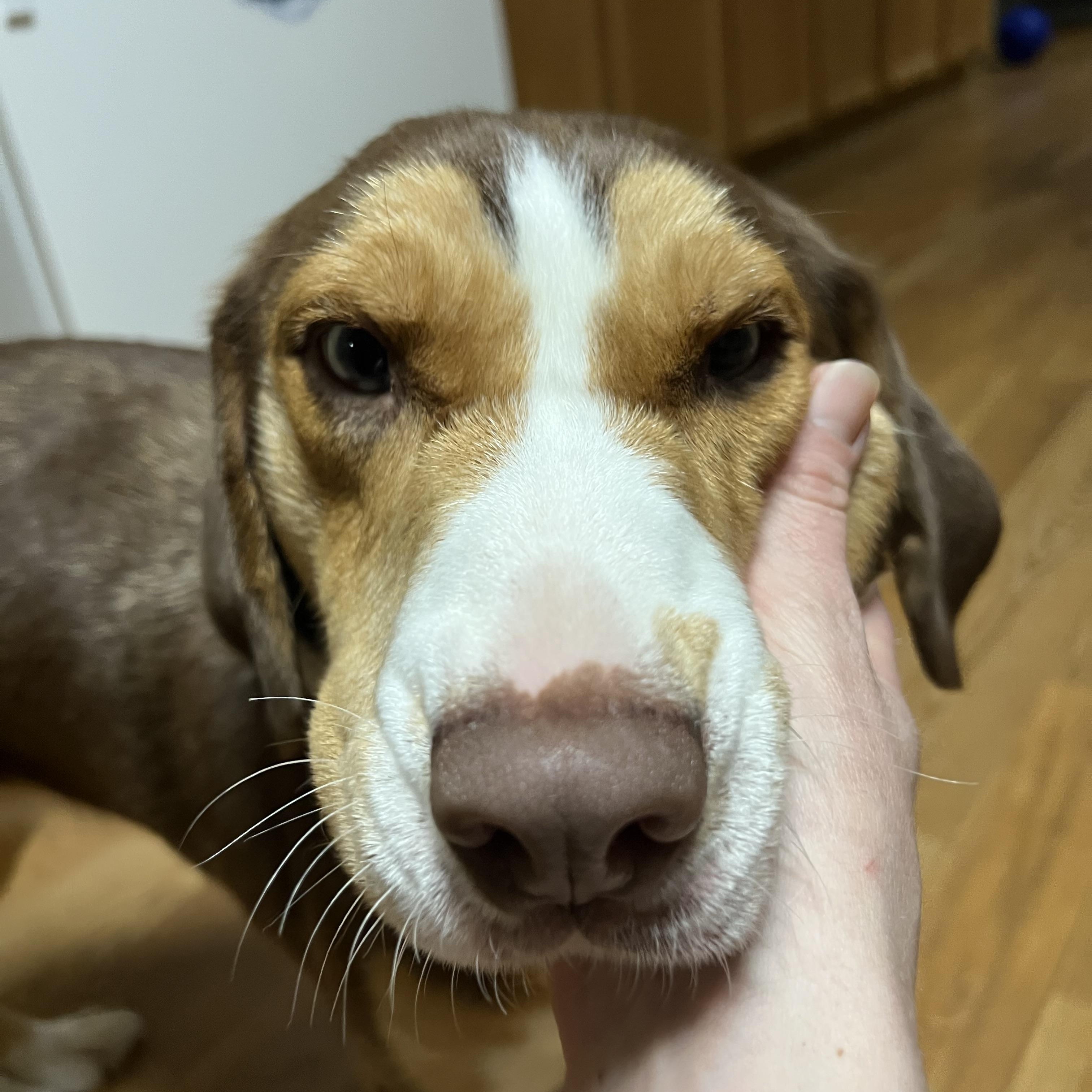Amelia, ADOPTABLE, Young Female Beagle & Husky.