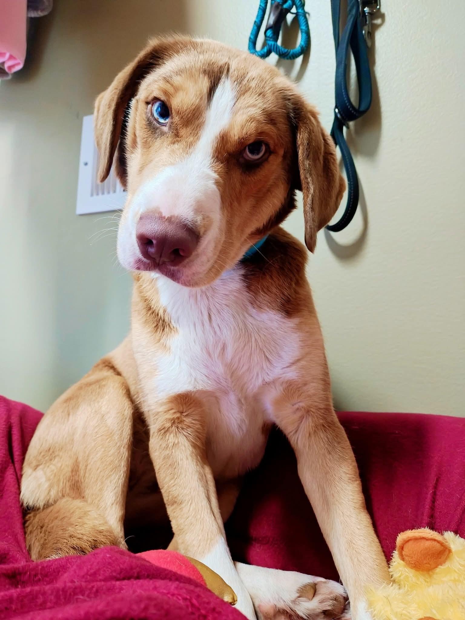 Enlarge Amelia, a ADOPTABLE mixed breed in Bellaire, MI image 2/6