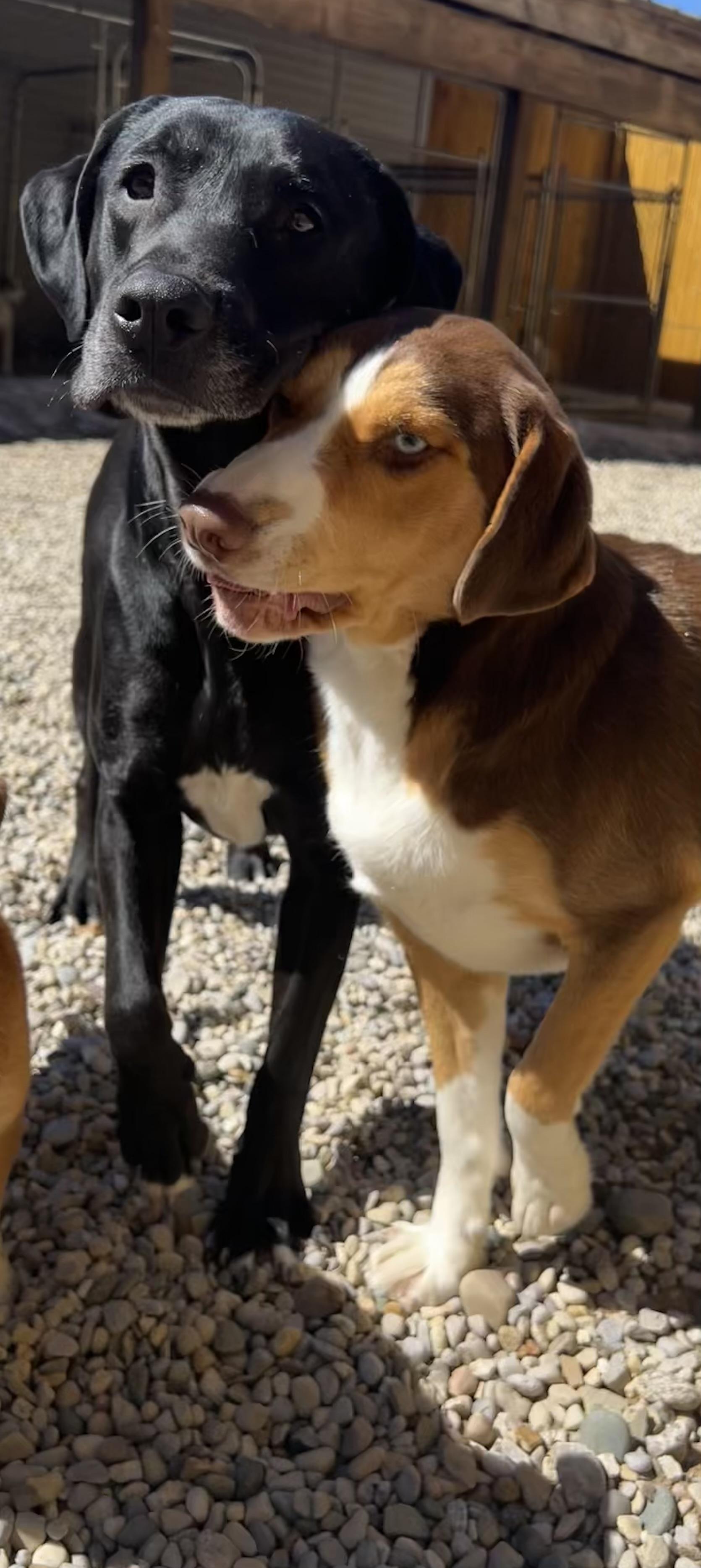 Enlarge Amelia, a ADOPTABLE mixed breed in Bellaire, MI image 3/6