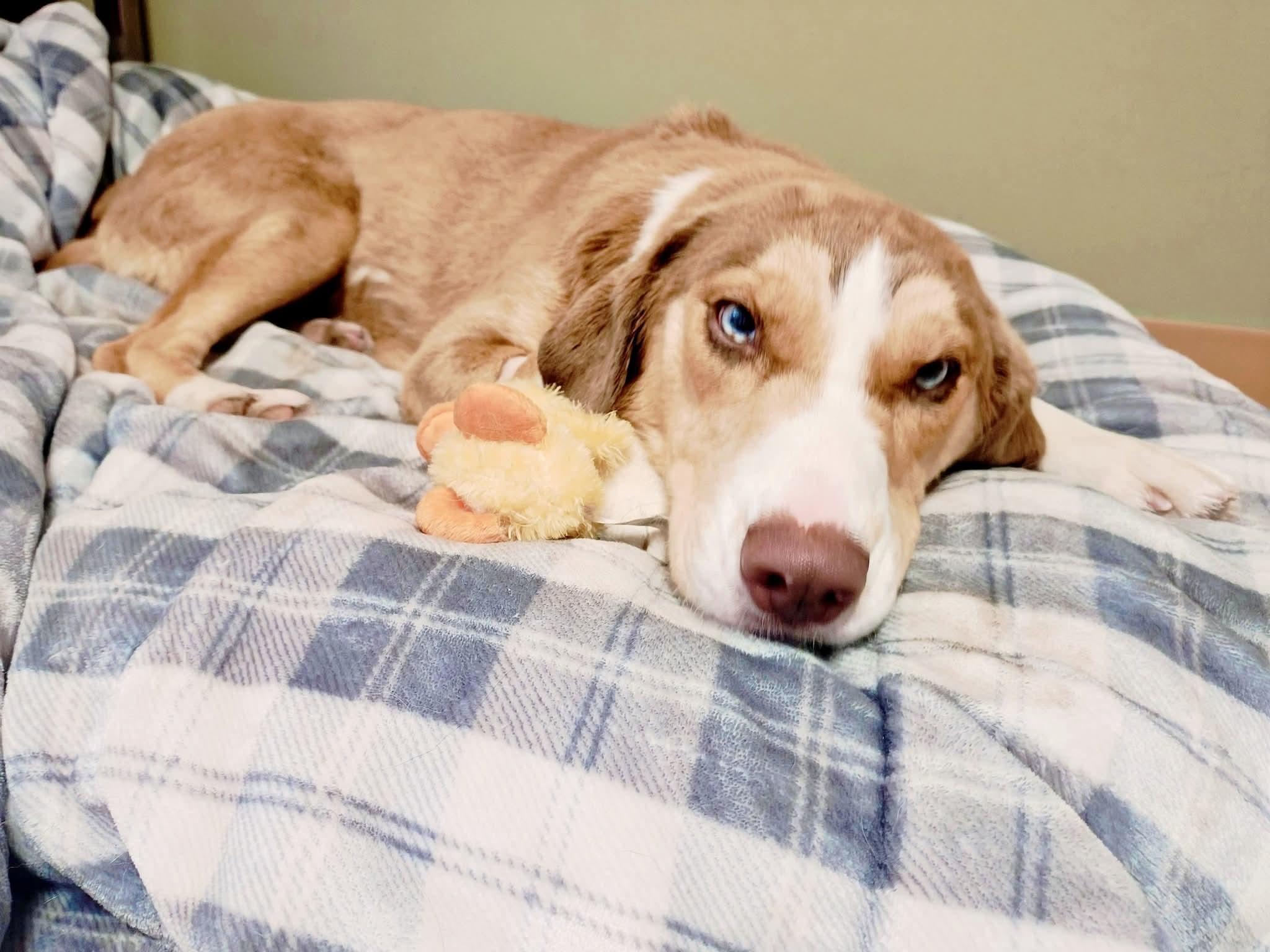 Enlarge Amelia, a ADOPTABLE mixed breed in Bellaire, MI image 4/6