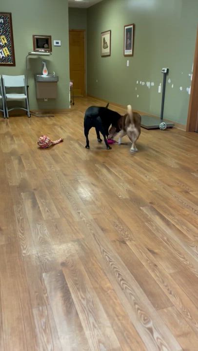 Enlarge Amelia, a ADOPTABLE mixed breed in Bellaire, MI video 6/6