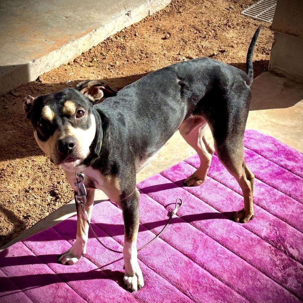 Unagi, Adoptable, Adult Male Rat Terrier & Chihuahua.