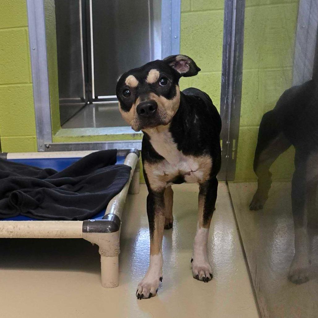 Enlarge Unagi, a Adoptable mixed breed in Apache Junction, AZ image 2/6