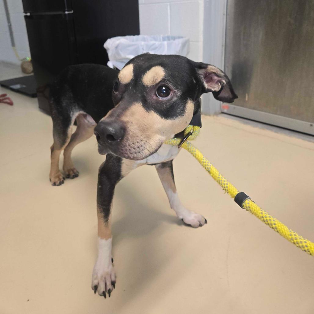 Enlarge Unagi, a Adoptable mixed breed in Apache Junction, AZ image 3/6