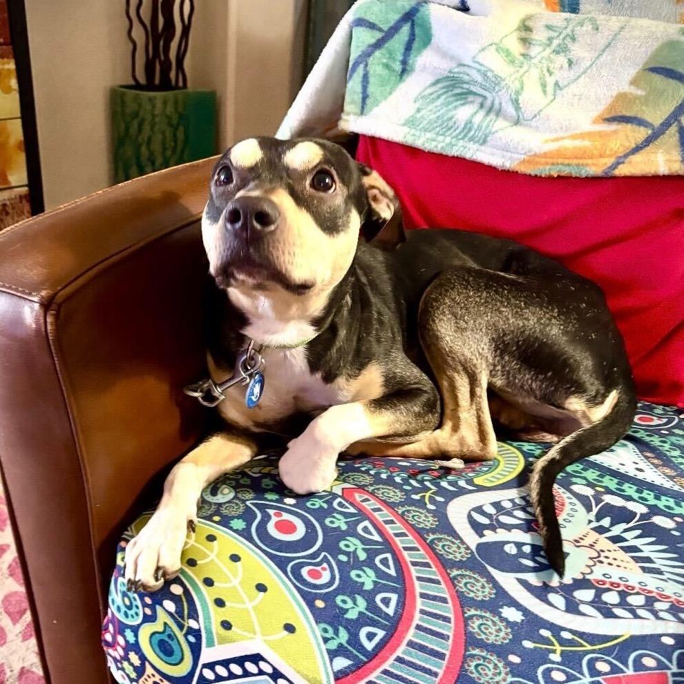 Enlarge Unagi, a Adoptable mixed breed in Apache Junction, AZ image 4/6