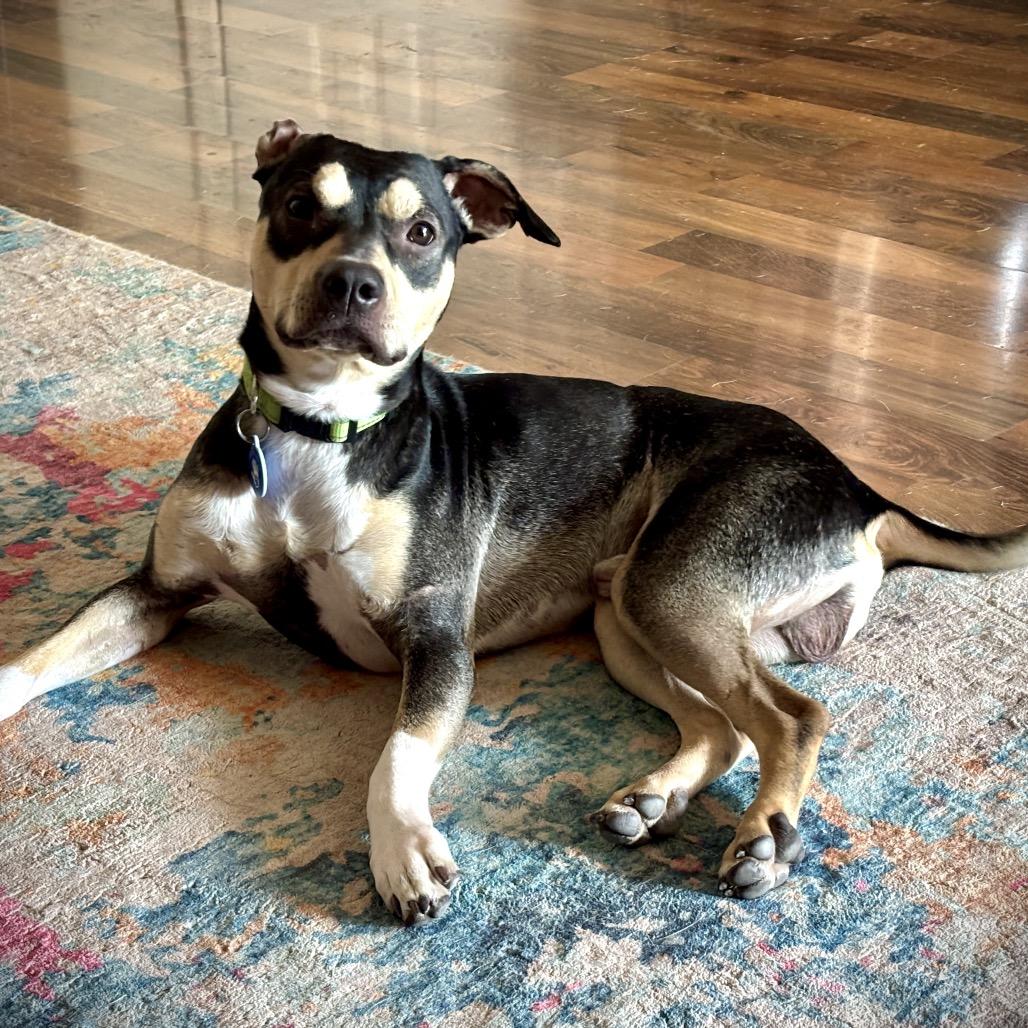 Enlarge Unagi, a Adoptable mixed breed in Apache Junction, AZ image 5/6