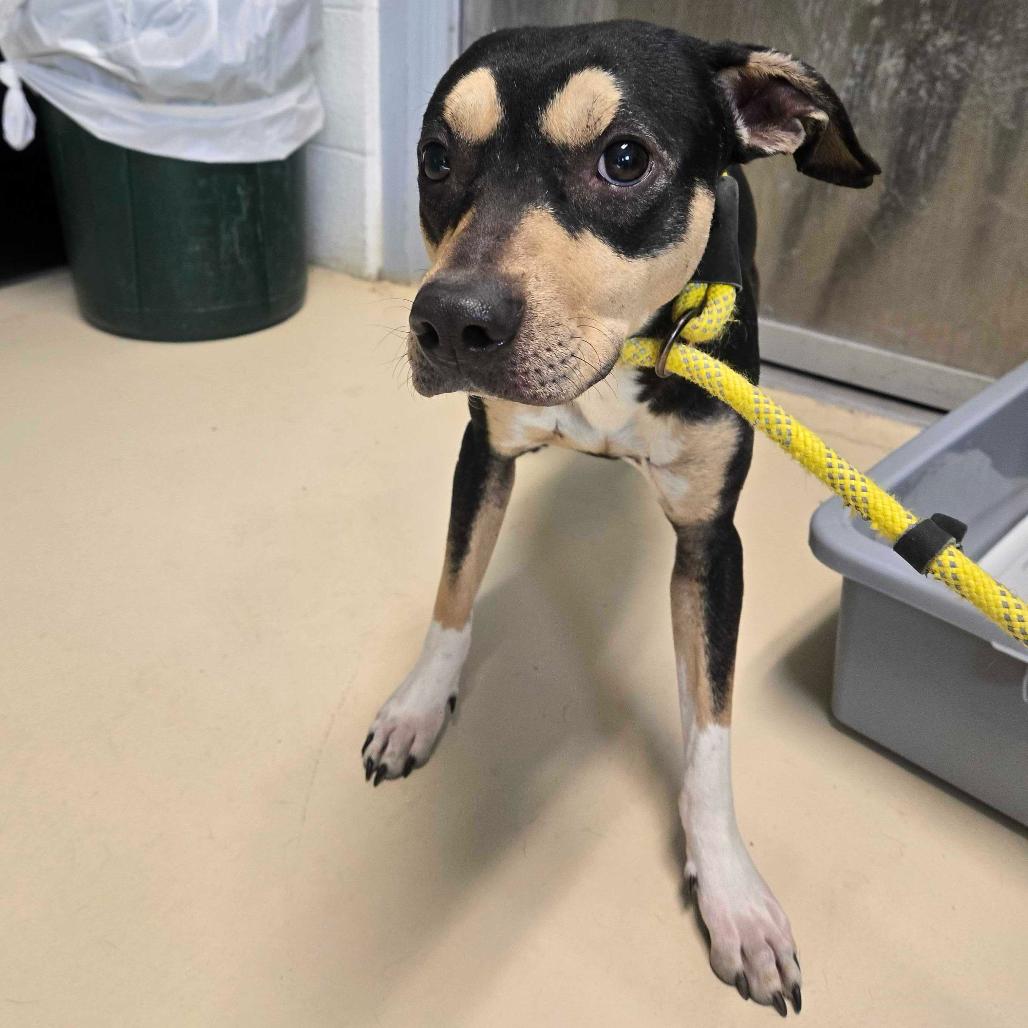 Enlarge Unagi, a Adoptable mixed breed in Apache Junction, AZ image 6/6