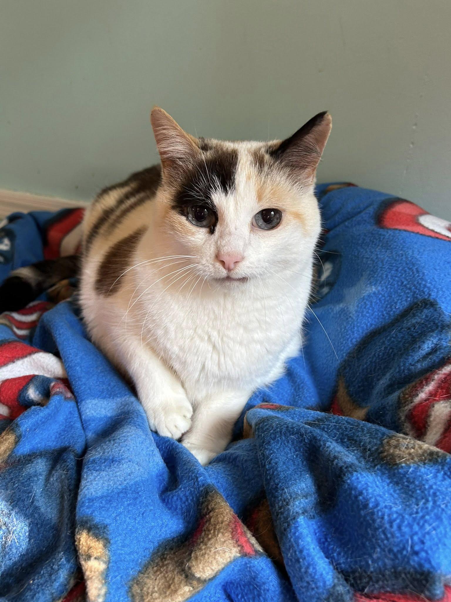 Oatmeal Raisin, Adult Female unknown