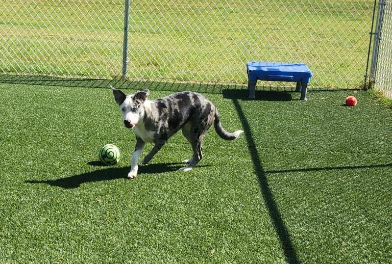 Calliope, Adoptable, Young Female Australian Shepherd & Mixed Breed.