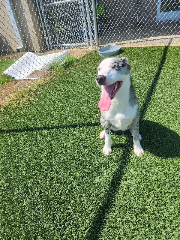Enlarge Calliope, a Adoptable mixed breed in Jackson, TN image 2/6
